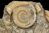 Dactylioceras Ammonite Cluster - Germany #77181-1